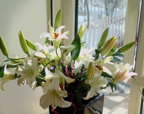 香水百合代表什么，代表著純純的愛(ài)、美好的祝福