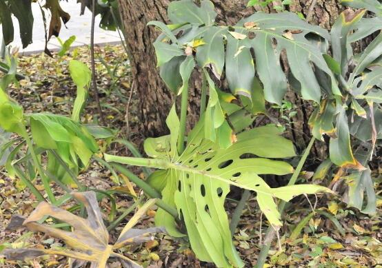 龜背竹的功效與作用，龜背竹五大功效與作用