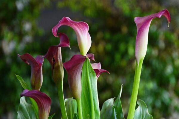 馬蹄蓮花語(yǔ)大全，介紹不同顏色的馬蹄蓮花語(yǔ)