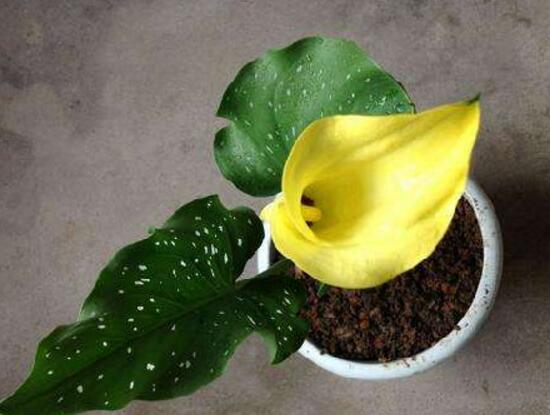 馬蹄蓮風(fēng)水作用是什么，馬蹄蓮作用與功效