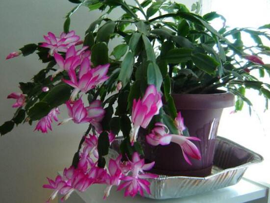 蟹爪蘭不開(kāi)花的原因，蟹爪蘭怎么修剪開(kāi)花多