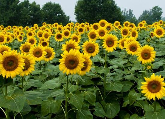 向日葵怎么施肥，向日葵要施什么肥好/農(nóng)家肥為主