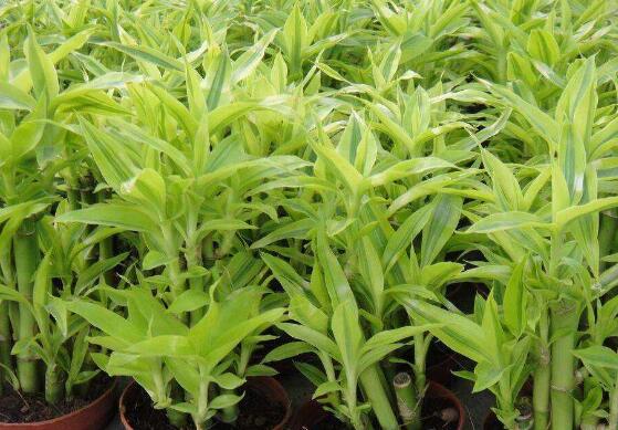 富貴竹怎么施肥，教你兩種養(yǎng)殖施肥方法(水培與土培)