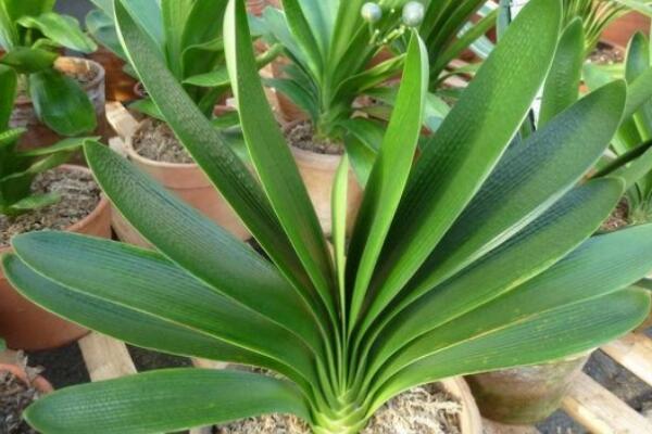 君子蘭開花前有什么預(yù)兆，新葉長(zhǎng)出、根部膨脹