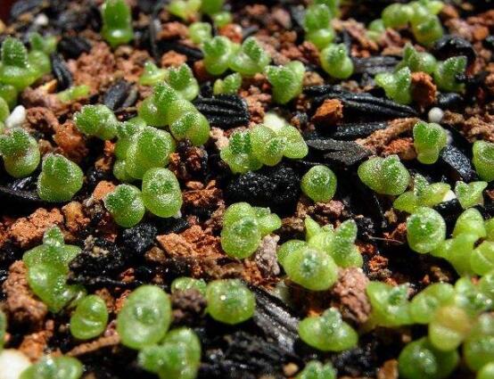 碧光環(huán)用什么土種，透氣透水土壤是必要種植條件