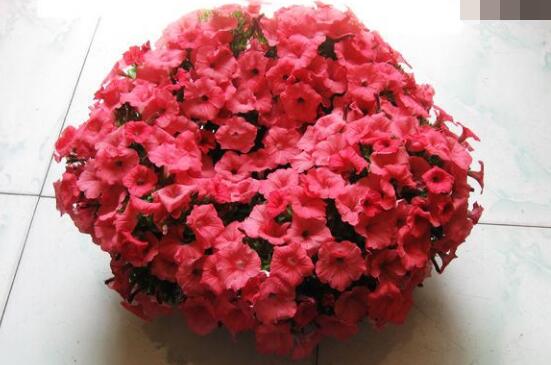 牽?；ㄔ趺词┓?，牽牛花施肥方法