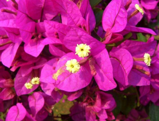 三角梅枝繁葉茂不開花怎么辦，做好四點(diǎn)快速花開爆盆