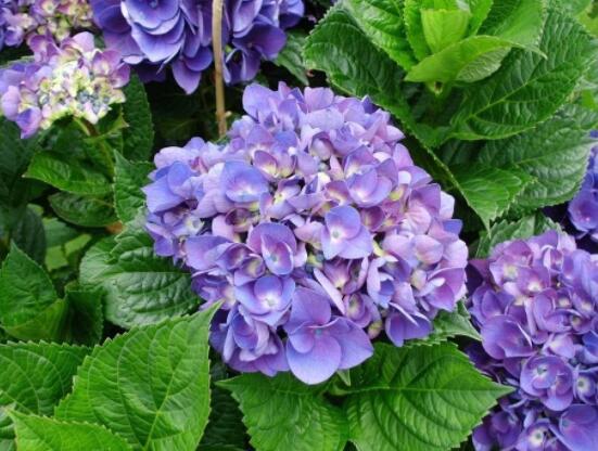 繡球花葉子蔫了耷拉了，教你三個解決辦法長得綠意映然