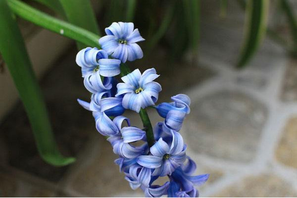 風(fēng)信子一年開幾次花，開一次花在每年2~3月之間