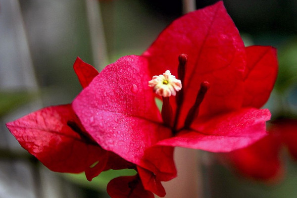 三角梅葉子一碰就掉怎么辦，可控制施肥提高溫度