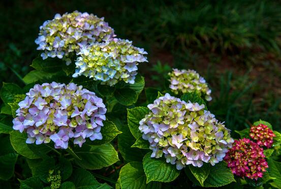 繡球花幾月份開(kāi)花，每年6-8月間盛放(獨(dú)開(kāi)一次)