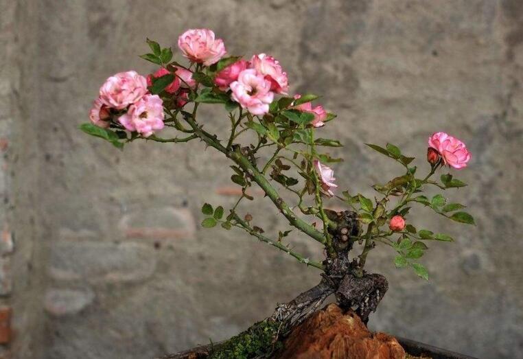 月季花的栽培杵插應(yīng)該在幾月份，簡單快捷的杵插方法