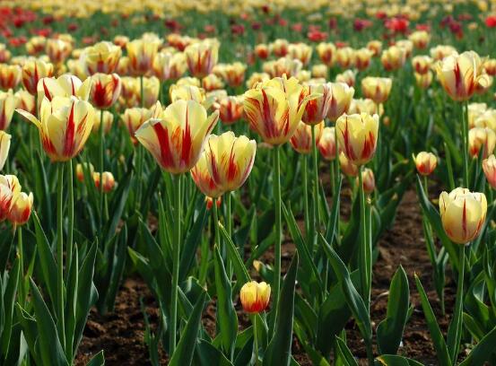 郁金香什么時(shí)候開花，每年3-5月開花