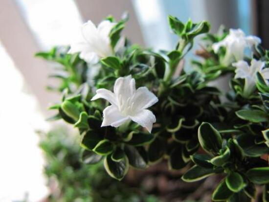 六月雪用什么土栽培好，結(jié)構(gòu)疏松、排水透氣、富含腐殖質(zhì)沙質(zhì)土壤最佳