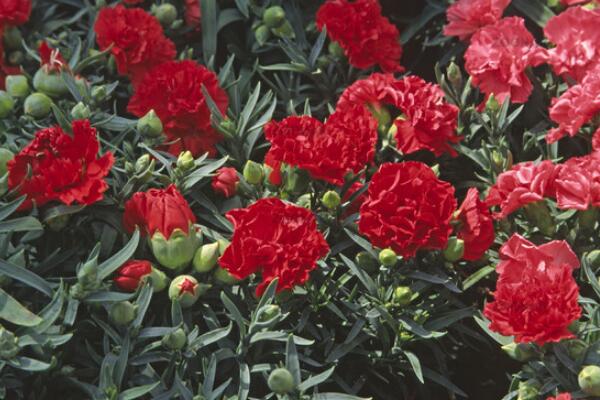 康乃馨花謝后怎么處理，修剪以及補充營養(yǎng)