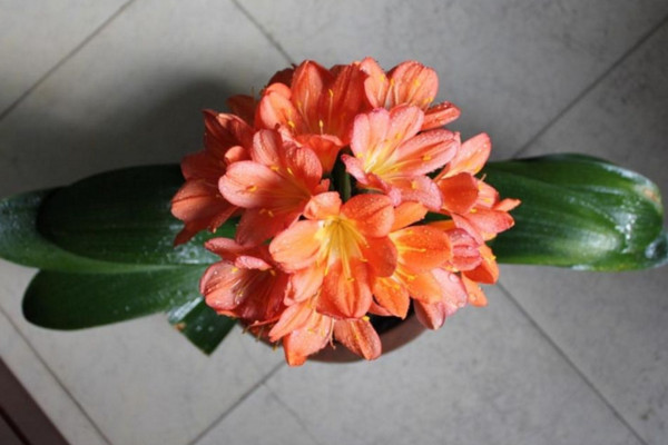 君子蘭怎么養(yǎng)才能開花，保證光照、養(yǎng)分充足