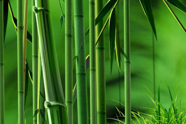 早園竹和青竹區(qū)別