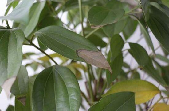 平安樹葉子發(fā)黃怎么辦，教你五個(gè)步驟來挽救