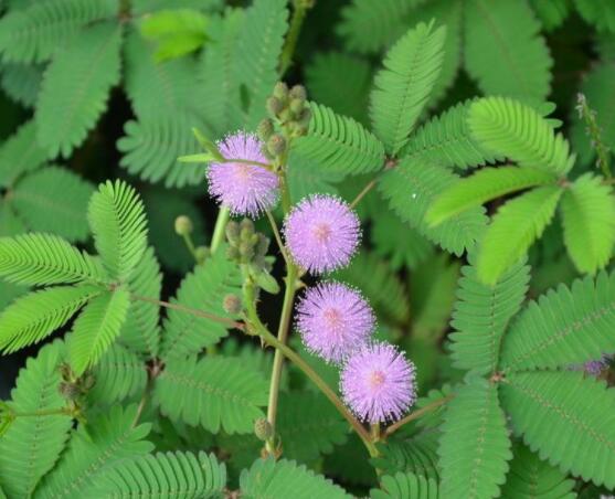 種含羞草會掉頭發(fā)嗎，會掉/家有孕婦和小孩忌養(yǎng)殖