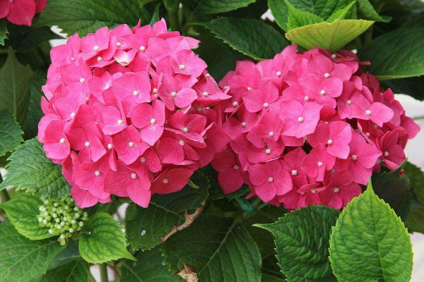 世界上花語最光明的花，太陽花/四葉草/鶴望蘭/繡球花