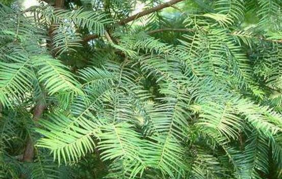 紅豆杉的品種，盤點(diǎn)中國紅豆杉五大品種
