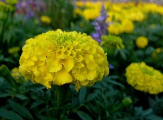 康乃馨各色花語及象征意義，表達(dá)對(duì)母親深深的愛