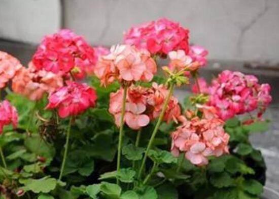 天竺葵夏天怎么澆水，天竺葵的澆水方法