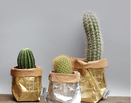 仙人球適合放在哪里，適合放在門(mén)窗口當(dāng)時(shí)不是放在東方