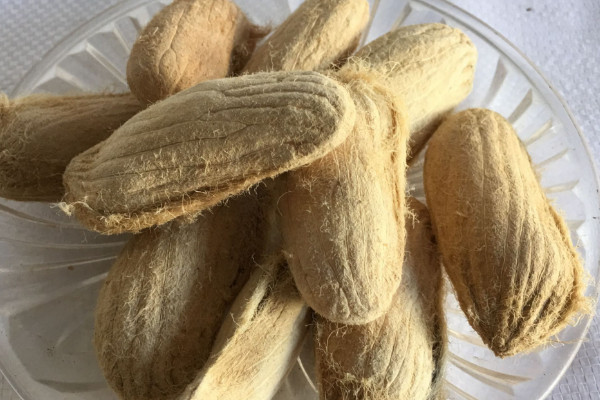 芒果長(zhǎng)什么樣