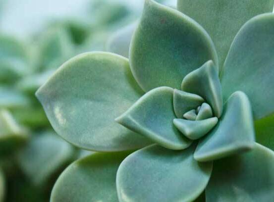 寶石花應(yīng)該怎么養(yǎng)，只要全面掌握五個要點生長無憂