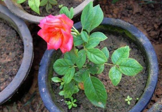 月季花的扦插懶人方法，教你兩種最簡單繁殖方法(土插與水插)