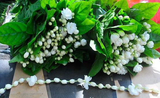 茉莉花怎么澆水，茉莉花澆水方法