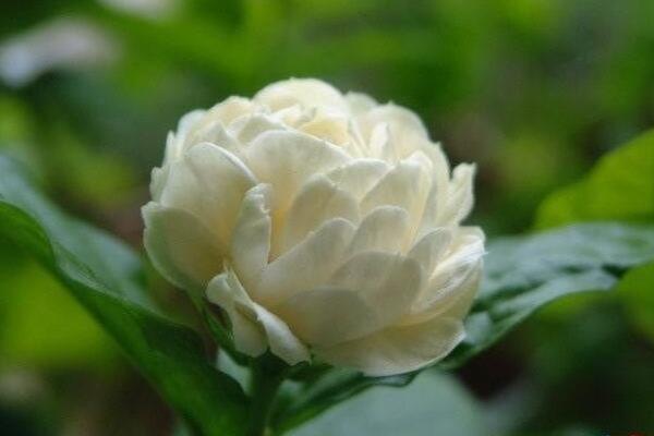 虎頭茉莉怎么澆水，掌握三大澆水要點(diǎn)