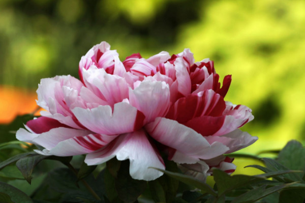 菏澤的牡丹花開(kāi)放時(shí)間