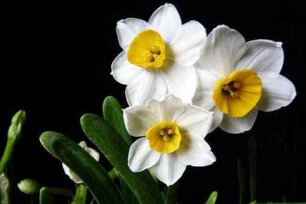 水仙花怎么延長(zhǎng)花期，掌握以下五個(gè)方法