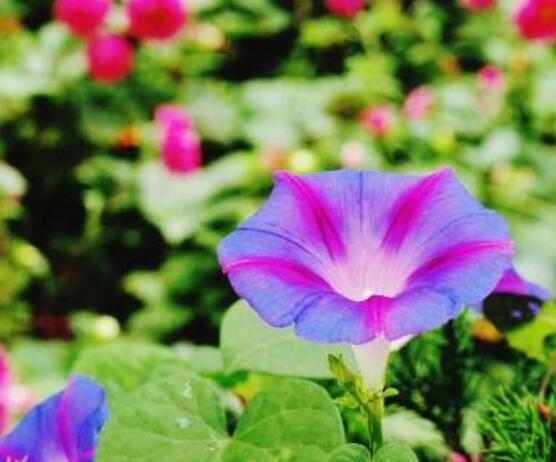 牽?；ǖ钠贩N，盤點(diǎn)牽?；ㄗ蠲赖牧笃贩N