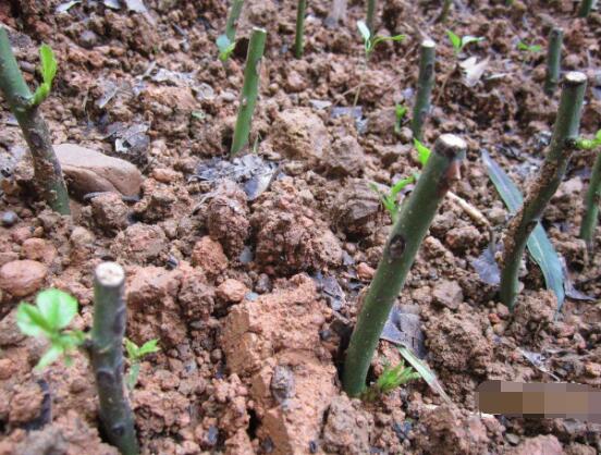 玫瑰花怎么扦插，玫瑰花扦插方法