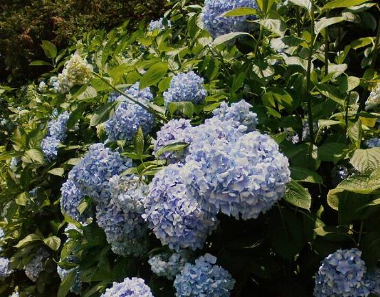 繡球花的功效與作用，盤點(diǎn)繡球花六大功效與作用