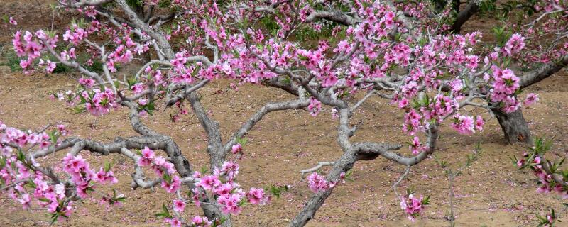 桃樹(shù)打什么藥