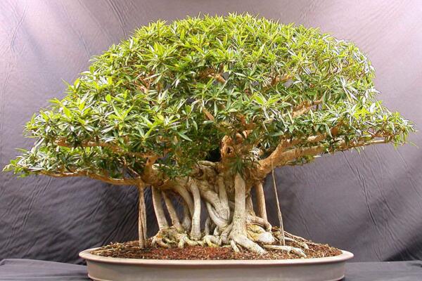 榕樹盆景能不能放家里（可以放），榕樹具有擋煞、化解不利的作用