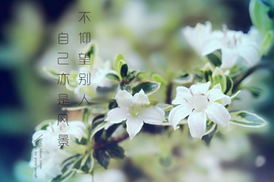 六月雪盆景為啥不吉利，其實(shí)是一種被人誤解的植物