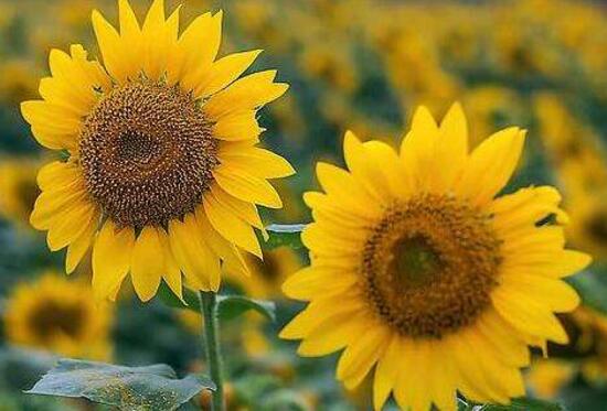 向日葵怎么施肥，向日葵要施什么肥好/農(nóng)家肥為主