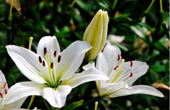 百合花放在室內(nèi)有毒嗎，花香導(dǎo)致失眠、惡心，煩亂(無(wú)毒)