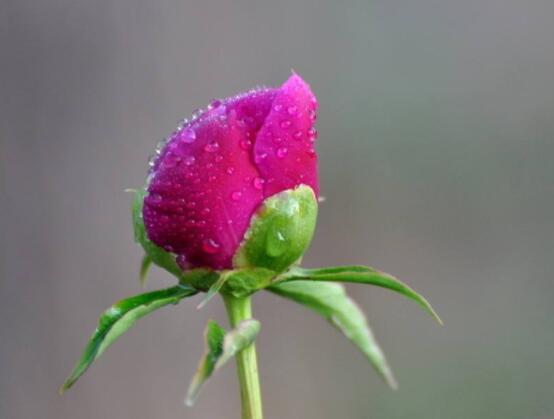 芍藥花幾年開花，每年只含苞盛放一次(花期5-6月)