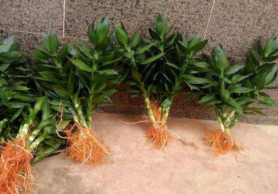 觀音竹和富貴竹的區(qū)別，觀音竹好還是富貴竹好