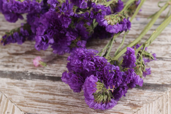 勿忘我不同顏色的花語(yǔ)，紫色代表浪漫黃色代表朝氣