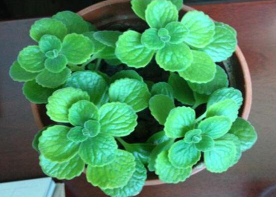 碰碰香爛根處理方法，老農(nóng)總結(jié)兩種最簡單有效措施(輕度與重度)