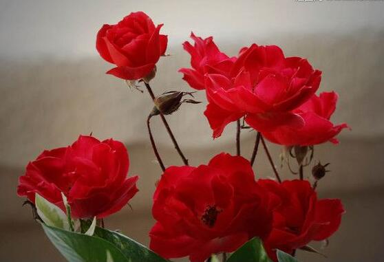 玫瑰花怎么扦插，玫瑰花扦插方法