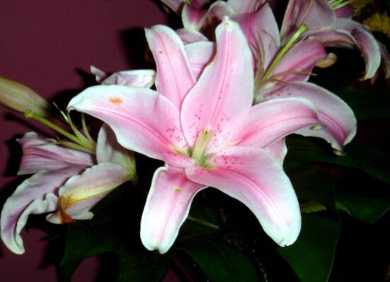 百合花插花瓶怎么養(yǎng)，教你六種基本步驟花開滿瓶