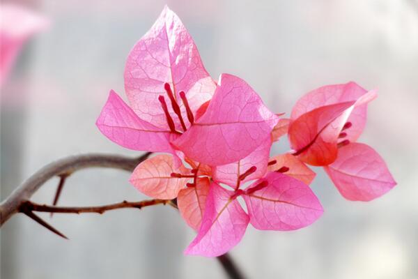 三角梅養(yǎng)殖方法，養(yǎng)殖三角梅的五個(gè)要點(diǎn)